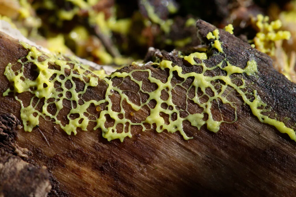 AdobeStock 241550654